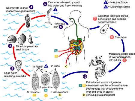 Complicated cycle. Source: www.schisto.org