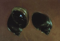 Snails. Source: WHO