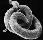 Blood fluke. Source: www.schisto.org